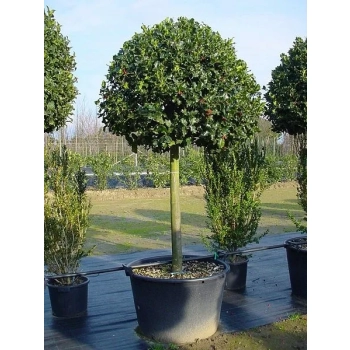 OSTROKRZEW ALASKA na pniu - sadzonki 130 / 160 cm